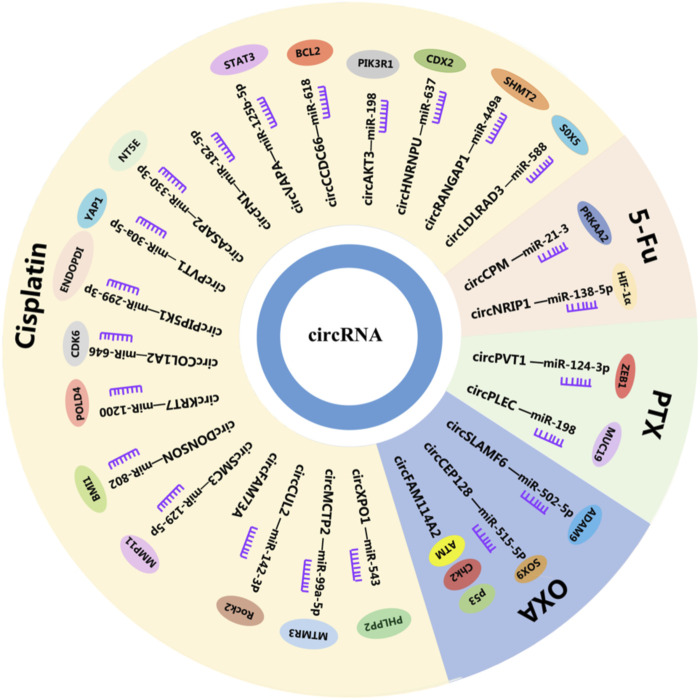 CircRNA: A new class of targets for gastric cancer drug resistance therapy.