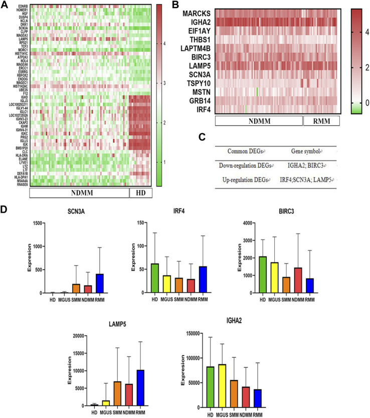 LAMP5 may promote MM progression by activating p38.