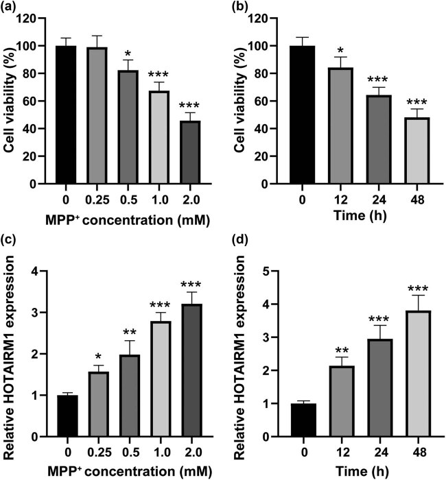 HOTAIRM1 knockdown reduces MPP<sup>+</sup>-induced oxidative stress injury of SH-SY5Y cells by activating the Nrf2/HO-1 pathway.