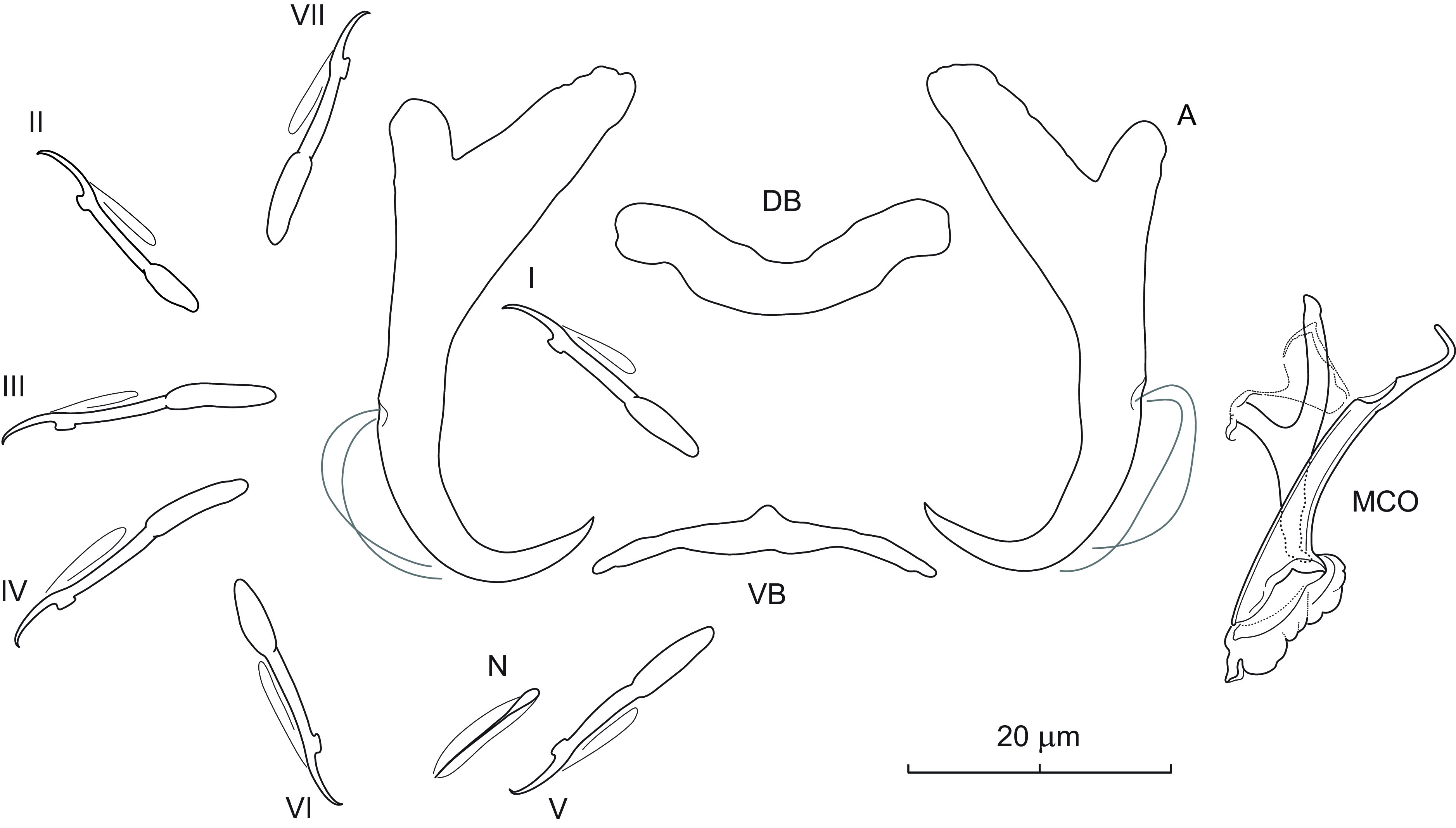 Nearctic Dactylogyrus species (Platyhelminthes, Monogenea) parasitizing cypriniform fishes in the context of morphology and phylogeny, with descriptions of seven new species.