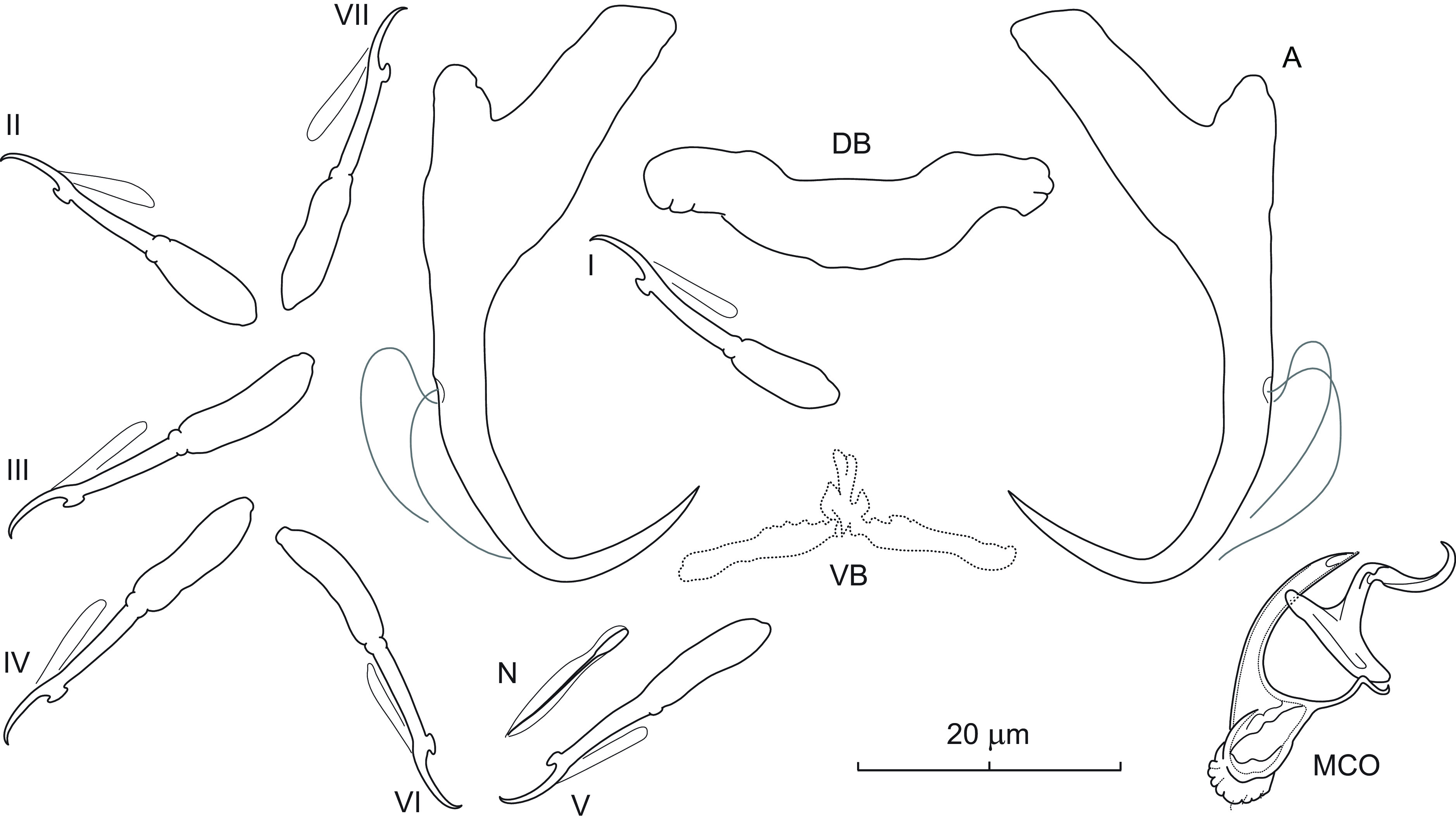 Nearctic Dactylogyrus species (Platyhelminthes, Monogenea) parasitizing cypriniform fishes in the context of morphology and phylogeny, with descriptions of seven new species.