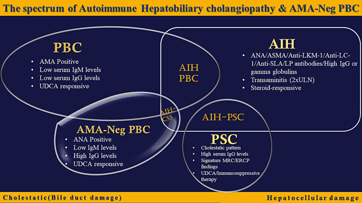 Distinction between Mitochondrial Antibody-Positive and -Negative Primary Biliary Cholangitis.