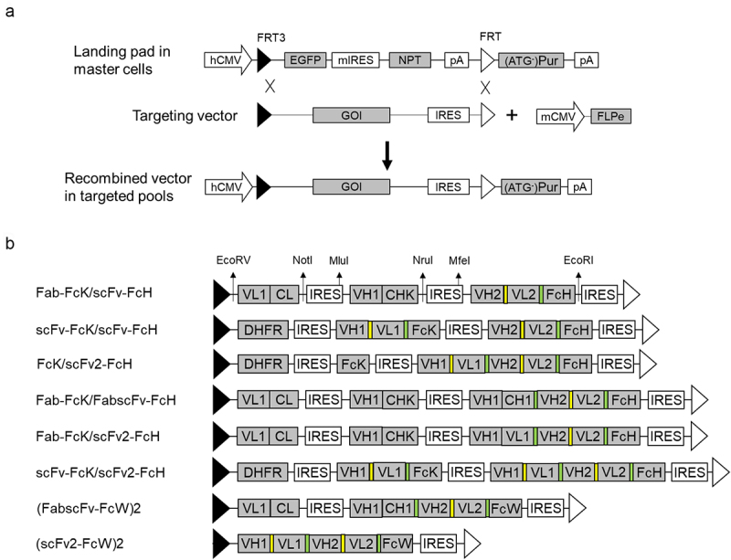 Manufacturability and functionality assessment of different formats of T-cell engaging bispecific antibodies.