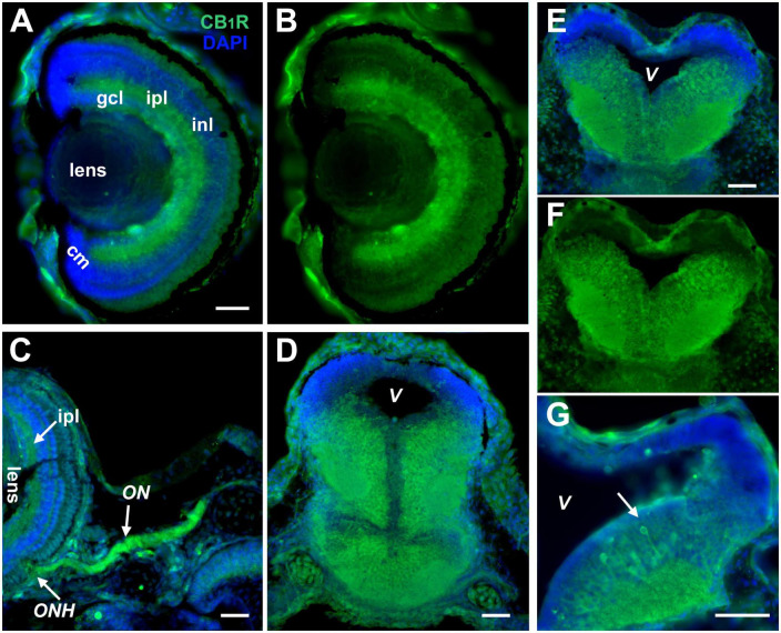 Cell-autonomous and differential endocannabinoid signaling impacts the development of presynaptic retinal ganglion cell axon connectivity <i>in vivo</i>.