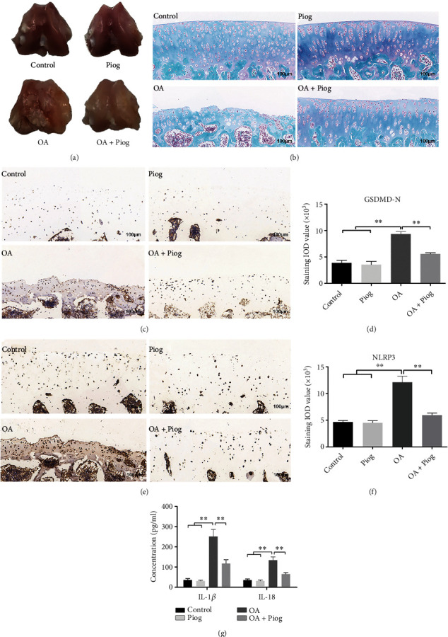 PPAR-<i>γ</i> Activation Alleviates Osteoarthritis through Both the Nrf2/NLRP3 and PGC-1<i>α</i>/<i>Δψ</i> <sub>m</sub> Pathways by Inhibiting Pyroptosis.