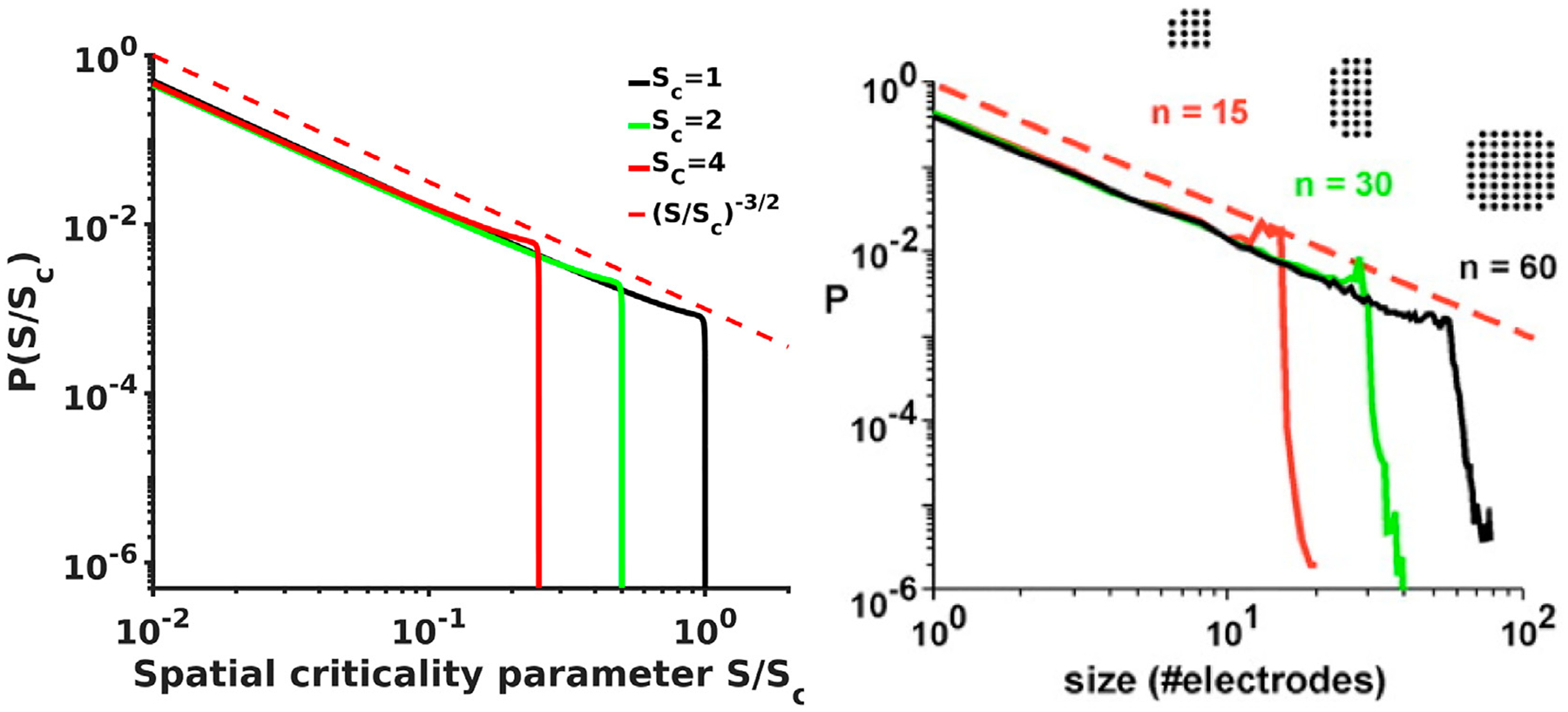 Critical brain wave dynamics of neuronal avalanches.