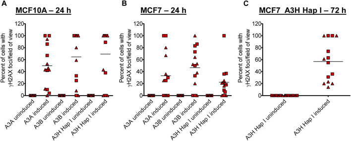 Similar deamination activities but different phenotypic outcomes induced by APOBEC3 enzymes in breast epithelial cells.