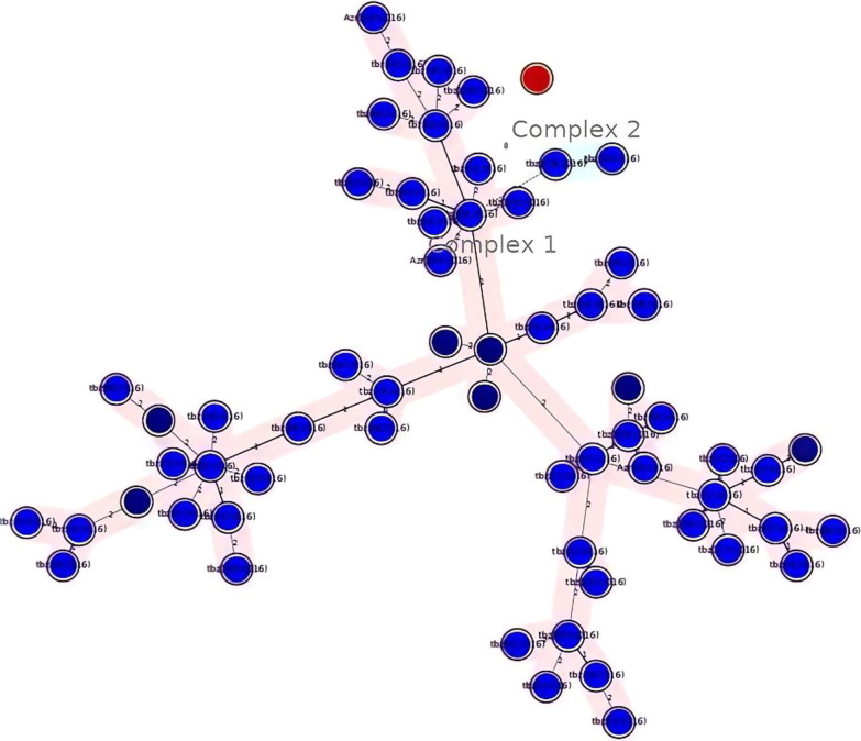 Genetic diversity of <i>Mycobacterium tuberculosis</i> isolates from northwest of Iran during COVID-19 era.