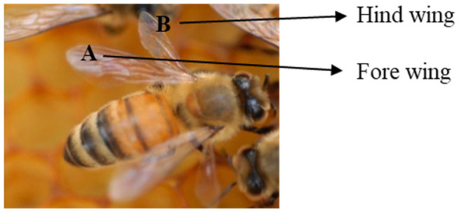 Honeybee wings hold antibiofouling and antimicrobial clues for improved applications in health care and industries.