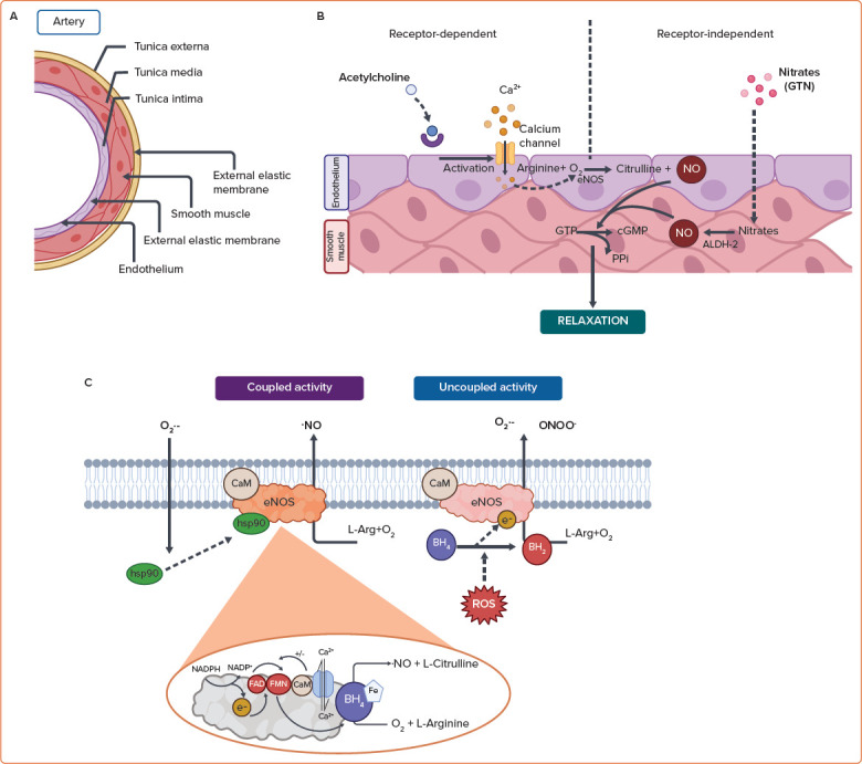 Noise, Air, and Heavy Metal Pollution as Risk Factors for Endothelial Dysfunction.