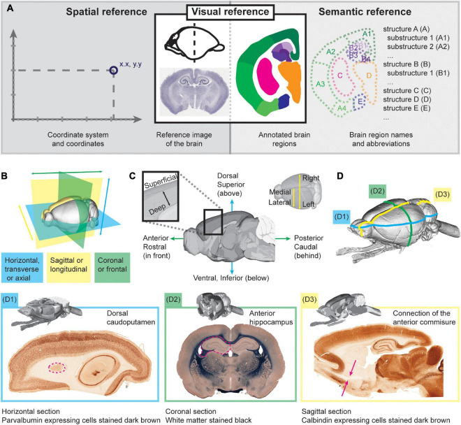 A neuroscientist's guide to using murine brain atlases for efficient analysis and transparent reporting.