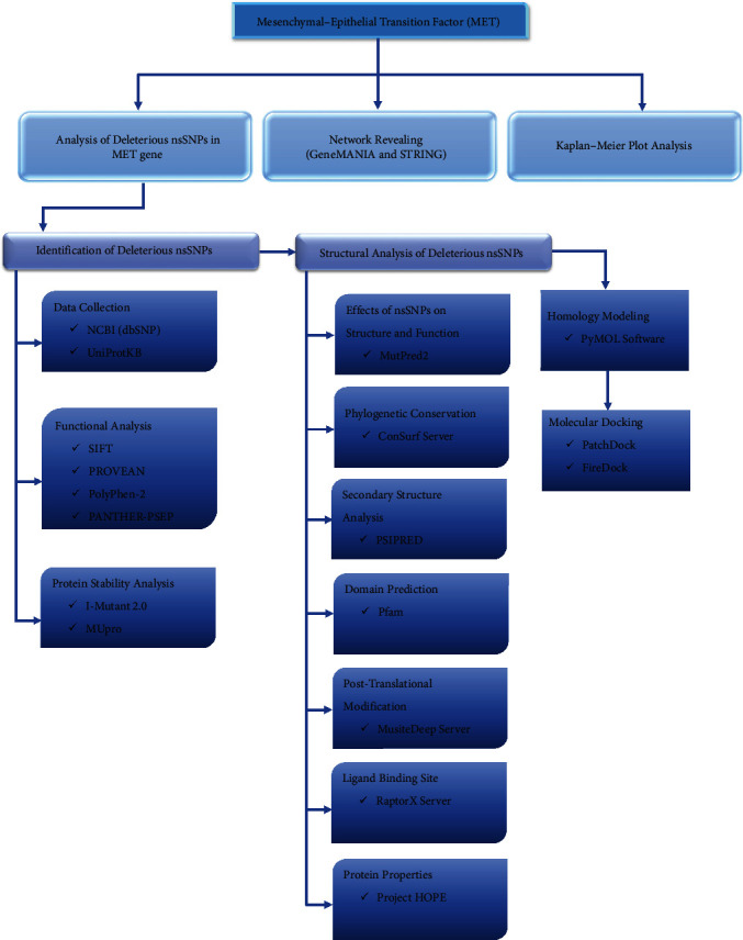 An In silico Approach towards Finding the Cancer-Causing Mutations in Human MET Gene.