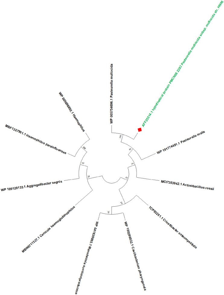 In Silico Functional Characterization of a Hypothetical Protein From <i>Pasteurella Multocida</i> Reveals a Novel <i>S</i>-Adenosylmethionine-Dependent Methyltransferase Activity.