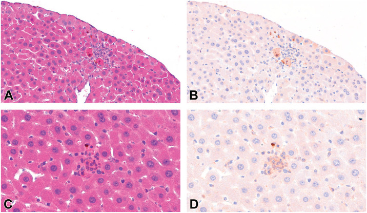 Assessment of Mouse Liver Histopathology Following Exposure to HFPO-DA With Emphasis on Understanding Mechanisms of Hepatocellular Death.