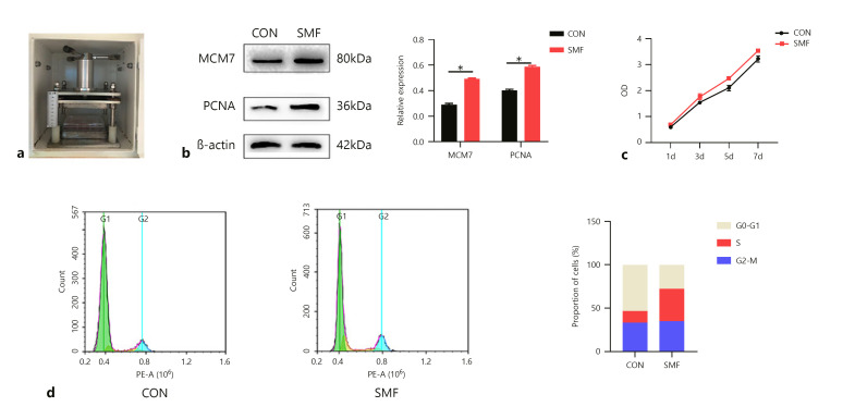 Static Magnetic Field Promotes Proliferation, Migration, Differentiation, and AKT Activation of Periodontal Ligament Stem Cells.