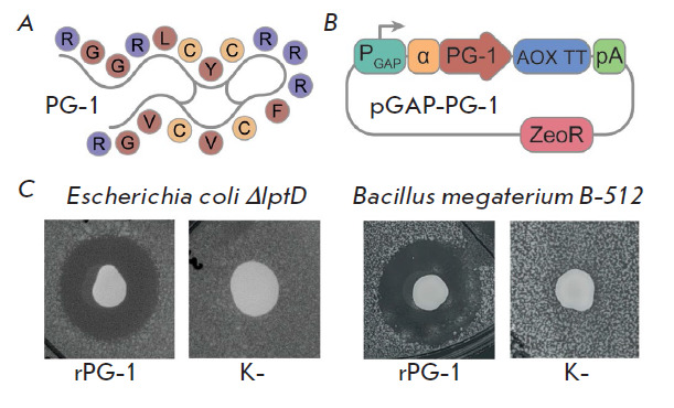 Creation of Recombinant Biocontrol Agents by Genetic Programming of Yeast.