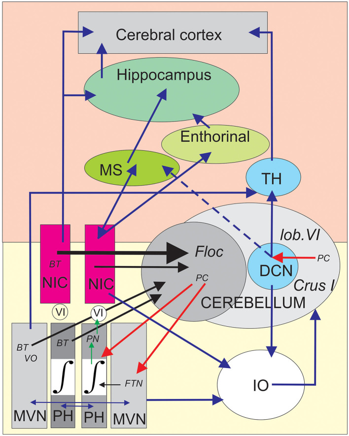 Nucleus incertus provides eye velocity and position signals to the vestibulo-ocular cerebellum: a new perspective of the brainstem-cerebellum-hippocampus network.