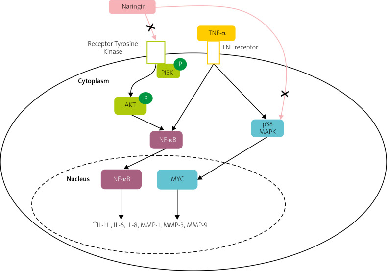 Matrix metalloproteinases in rheumatoid arthritis and osteoarthritis: a state of the art review.