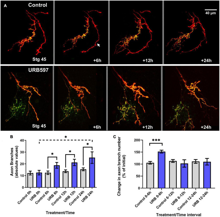 Cell-autonomous and differential endocannabinoid signaling impacts the development of presynaptic retinal ganglion cell axon connectivity <i>in vivo</i>.