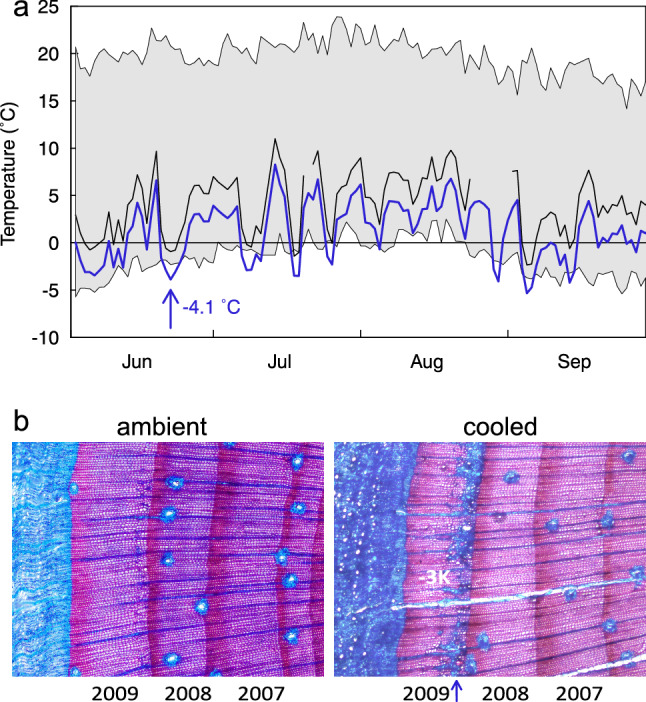 Chronic in situ tissue cooling does not reduce lignification at the Swiss treeline but enhances the risk of ‘blue’ frost rings