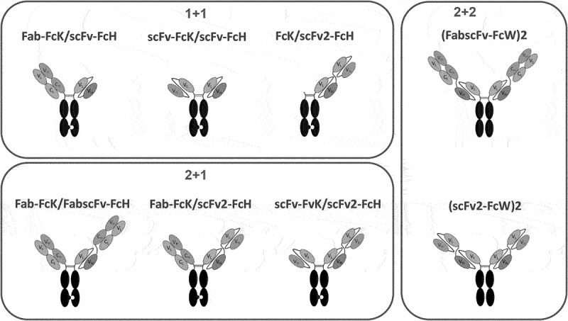 Manufacturability and functionality assessment of different formats of T-cell engaging bispecific antibodies.