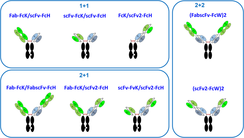 Manufacturability and functionality assessment of different formats of T-cell engaging bispecific antibodies.