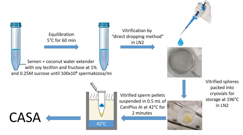 Canine sperm vitrification with nonpermeable cryoprotectants and coconut water extender.