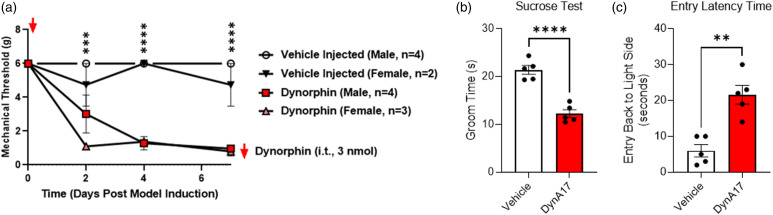 Pain-related behavioral and electrophysiological actions of dynorphin A (1-17).