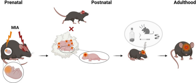 Interaction of the pre- and postnatal environment in the maternal immune activation model.