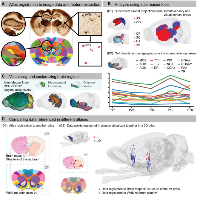 A neuroscientist's guide to using murine brain atlases for efficient analysis and transparent reporting.