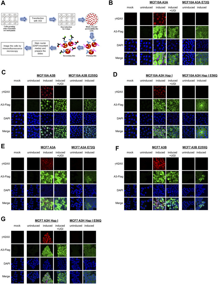 Similar deamination activities but different phenotypic outcomes induced by APOBEC3 enzymes in breast epithelial cells.