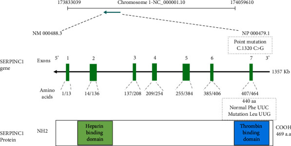 Antithrombin Deficiency Is Associated with a Novel Homozygous Detrimental Mutation in <i>SERPINC1</i> Gene in a Saudi Female.