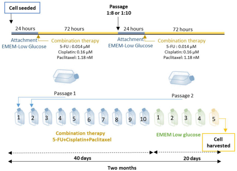 Antineoplastic multi-drug chemotherapy to sensitize tumors triggers multi-drug resistance and inhibits efficiency of maintenance treatment inglioblastoma cells.