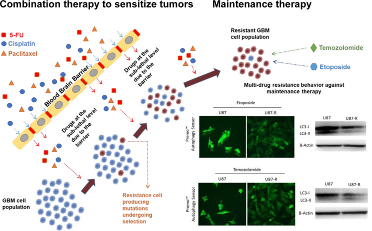 Antineoplastic multi-drug chemotherapy to sensitize tumors triggers multi-drug resistance and inhibits efficiency of maintenance treatment inglioblastoma cells.