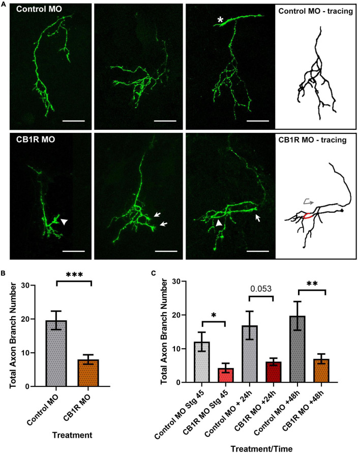 Cell-autonomous and differential endocannabinoid signaling impacts the development of presynaptic retinal ganglion cell axon connectivity <i>in vivo</i>.