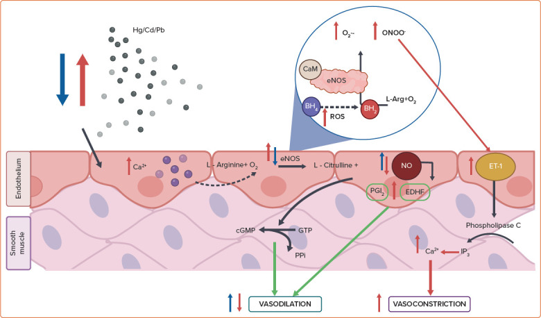 Noise, Air, and Heavy Metal Pollution as Risk Factors for Endothelial Dysfunction.