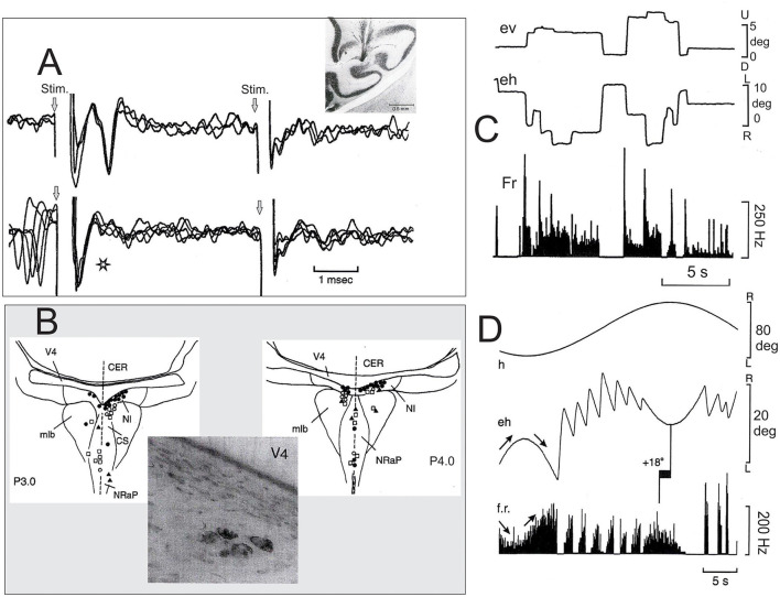 Nucleus incertus provides eye velocity and position signals to the vestibulo-ocular cerebellum: a new perspective of the brainstem-cerebellum-hippocampus network.