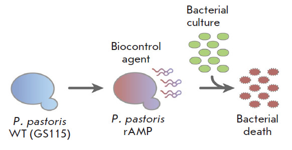 Creation of Recombinant Biocontrol Agents by Genetic Programming of Yeast.