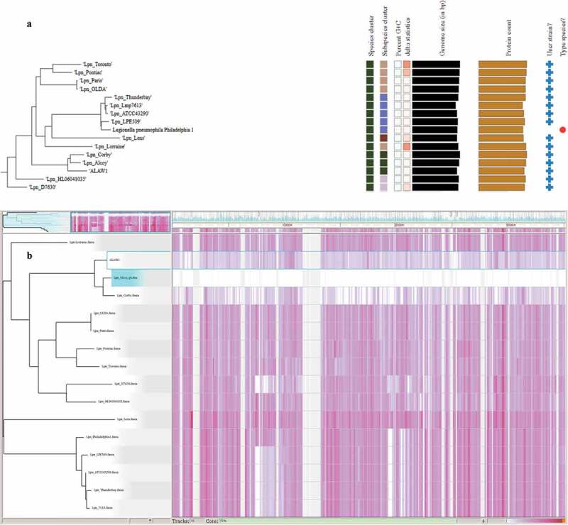 Whole-genome sequencing of the clinical isolate of <i>Legionella pneumophila</i> ALAW1 from the West Bank allows high-resolution typing and determination of pathogenicity mechanisms.