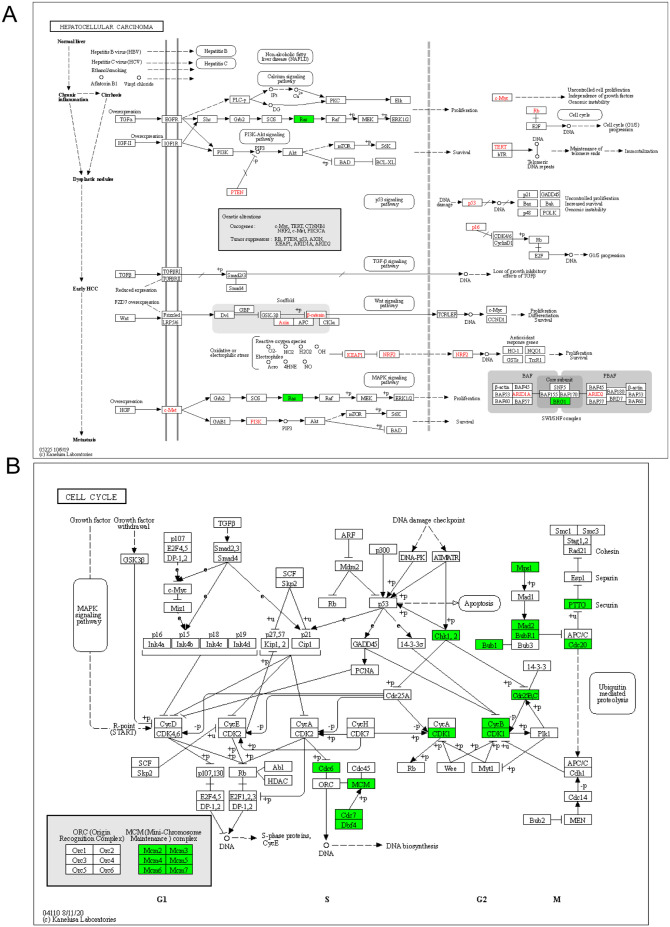 The Prognostic Value of a lncRNA Risk Model Consists of 9 m6A Regulator-Related lncRNAs in Hepatocellular Carcinoma (HCC).