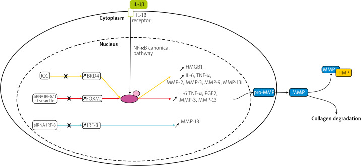 Matrix metalloproteinases in rheumatoid arthritis and osteoarthritis: a state of the art review.