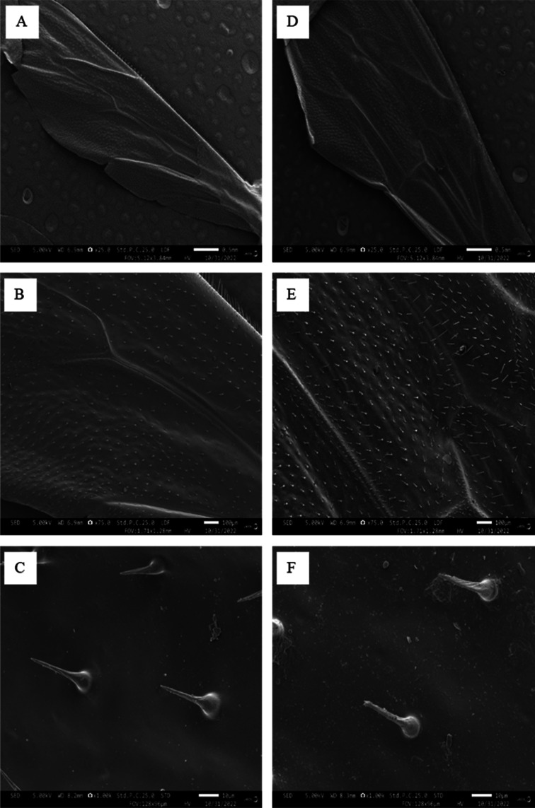 Honeybee wings hold antibiofouling and antimicrobial clues for improved applications in health care and industries.