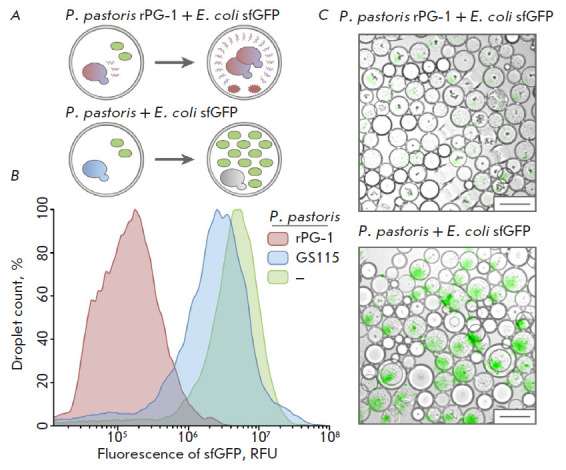 Creation of Recombinant Biocontrol Agents by Genetic Programming of Yeast.