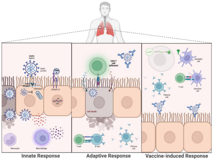 SARS-CoV-2 infection and immune responses.