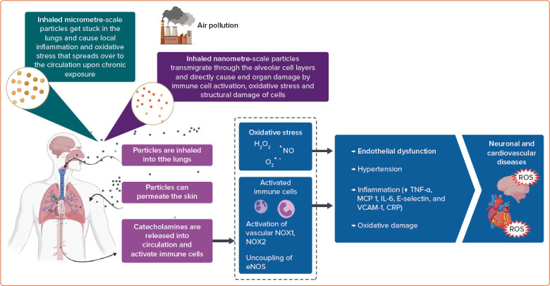 Noise, Air, and Heavy Metal Pollution as Risk Factors for Endothelial Dysfunction.