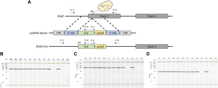 Efficient DNA knock-in using AAV-mediated delivery with 2-cell embryo CRISPR-Cas9 electroporation.