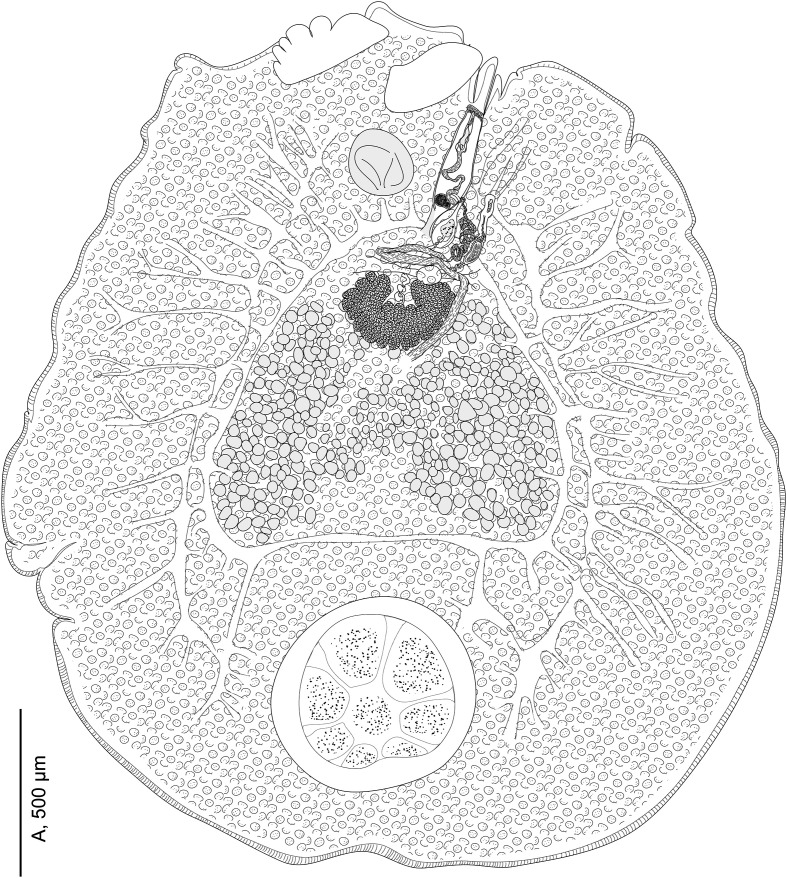 Morphological and molecular characterisation of Tristoma integrum Diesing, 1850 (Monogenea, Capsalidae), including its complete mitogenome.