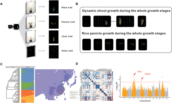 A Strategy for the Acquisition and Analysis of Image-Based Phenome in Rice during the Whole Growth Period.