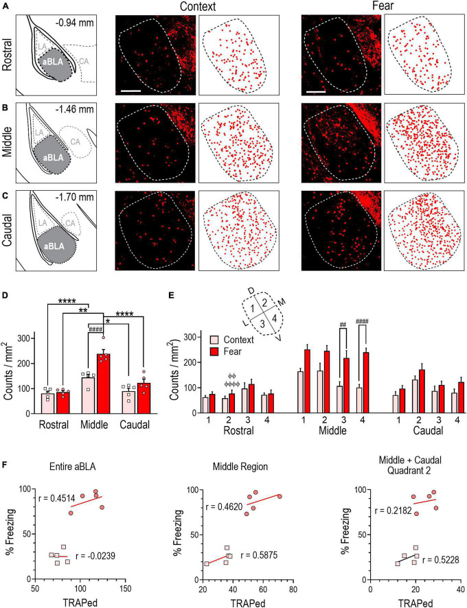 Anterior basolateral amygdala neurons comprise a remote fear memory engram.