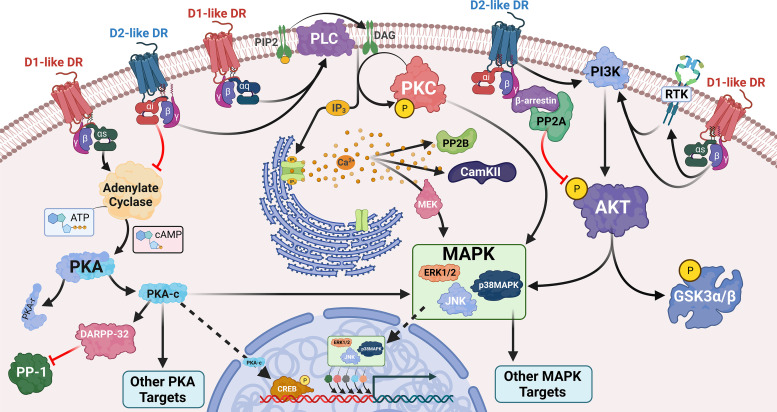 Dopamine, Immunity, and Disease.